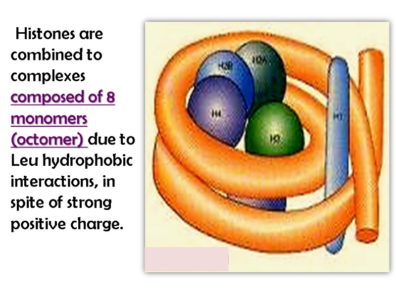 Histones are combined to complexes composed of 8 monomers (octomer) due to Leu hydrophobic